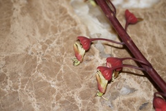 Mezoneuron latisiliquum