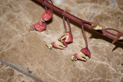 Mezoneuron latisiliquum