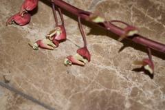 Mezoneuron latisiliquum