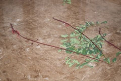 Mezoneuron latisiliquum