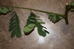 Mezoneuron latisiliquum