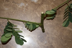 Mezoneuron latisiliquum