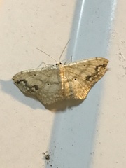 Scopula compensata