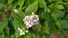 Pseuderanthemum maculatum