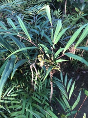 Angiospermae