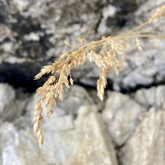 Poa cenisia