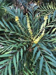 Angiospermae