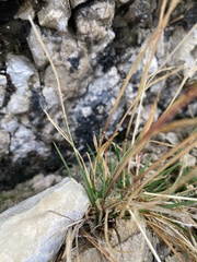 Poa cenisia