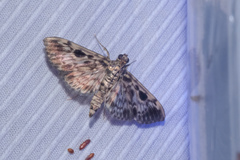 Rhimphaliodes macrostigma
