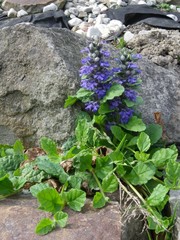 Ajuga reptans