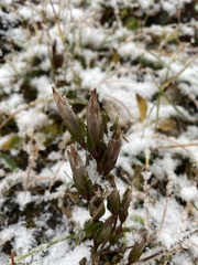 Gentianella germanica