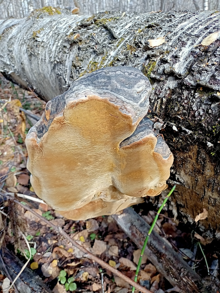 Phellinus nigricans · October 2021 · photo: © prelovskiivladimir (iNaturalist, cc0)