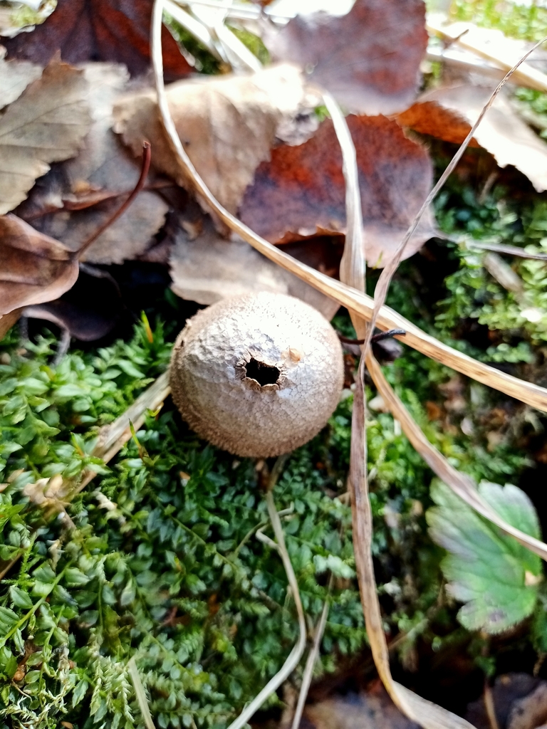 Apioperdon pyriforme · October 2021 · photo: © prelovskiivladimir (iNaturalist, cc0)