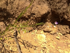 Polygala tenuifolia