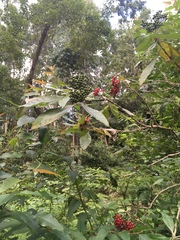 Solanum giganteum