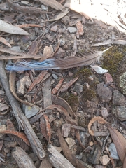 Psittaculidae