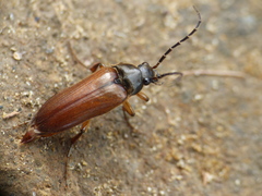 Cebrio