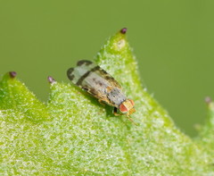 Sphenella ruficeps