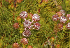 Serruria foeniculacea