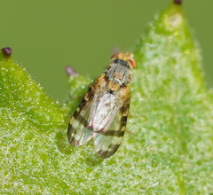 Sphenella ruficeps