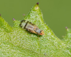 Sphenella ruficeps
