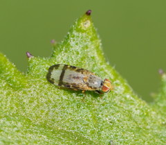 Sphenella ruficeps