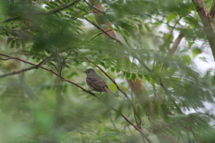 Lathrotriccus euleri