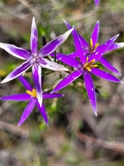 Calectasia intermedia