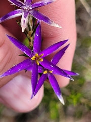 Calectasia intermedia