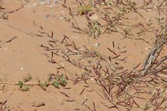 Bouteloua barbata barbata