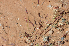 Bouteloua barbata barbata