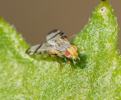 Sphenella ruficeps