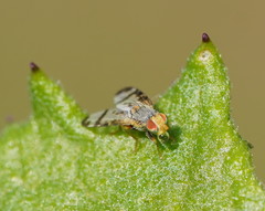 Sphenella ruficeps