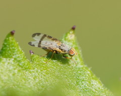 Sphenella ruficeps