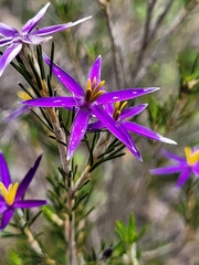 Calectasia intermedia