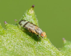 Sphenella ruficeps