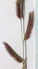 Bouteloua barbata barbata