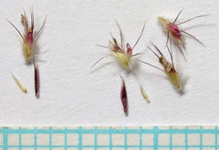 Bouteloua barbata barbata