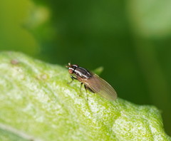 Poecilohetaerus aquilus