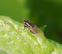 Poecilohetaerus aquilus