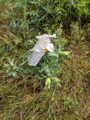 Argemone polyanthemos