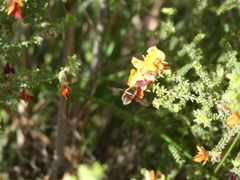Sisyromyia limbata