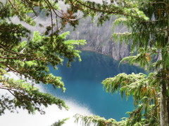 Cupressus nootkatensis