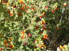Sisyromyia limbata