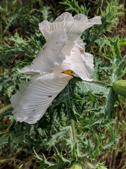 Argemone polyanthemos