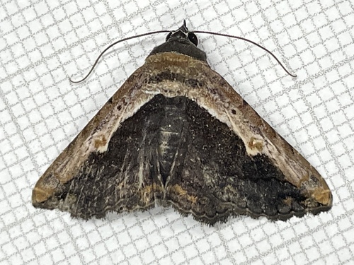 Pale-edged Selenisa