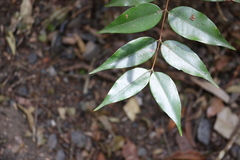 Pilidiostigma glabrum