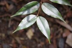 Pilidiostigma glabrum