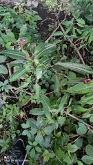 Impatiens glandulifera