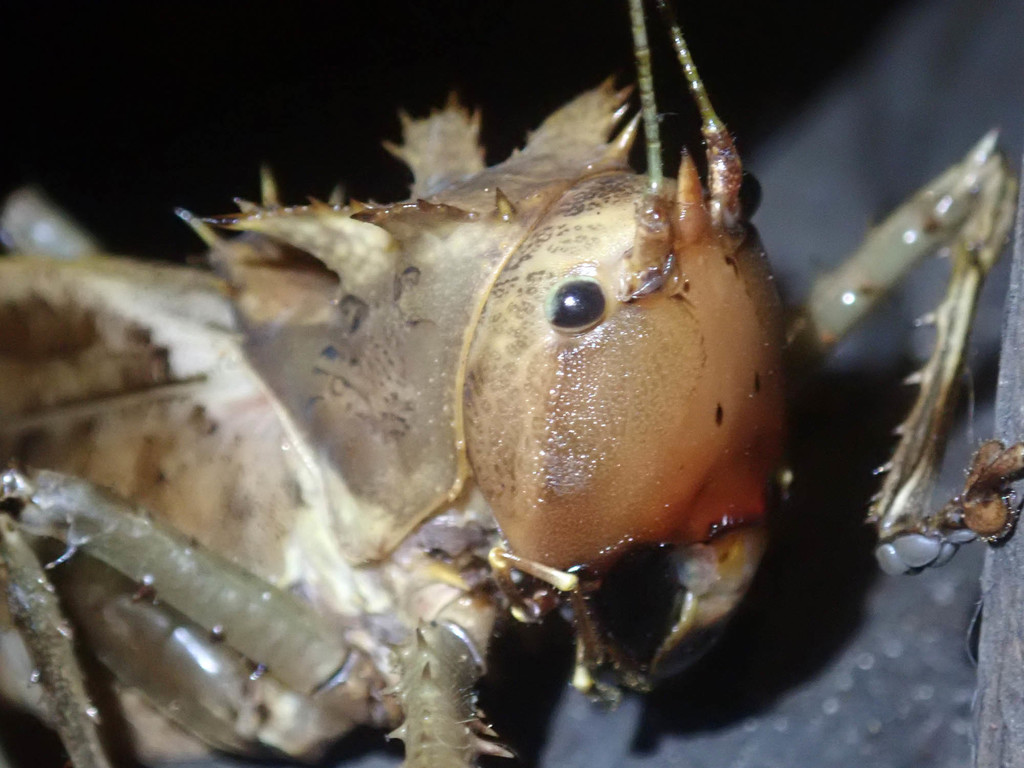 Spine-headed Katydids